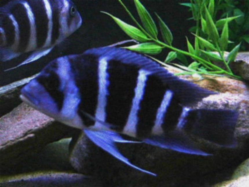 Rated #79: Freshwater Fish - Pseudotropheus Demasoni - Demasoni Cichlid Stocking In 75 Gallons Tank - Electric blue cichlid