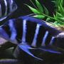 freshwater fish - pseudotropheus demasoni - demasoni cichlid stocking in 75 gallons tank - Electric blue cichlid