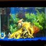 32 gallons freshwater fish tank (mostly fish and non-living decorations) - 32 gallon Eclipse Tank