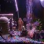 30 gallons freshwater fish tank (mostly fish and non-living decorations) - 30 gallon cichlid tank