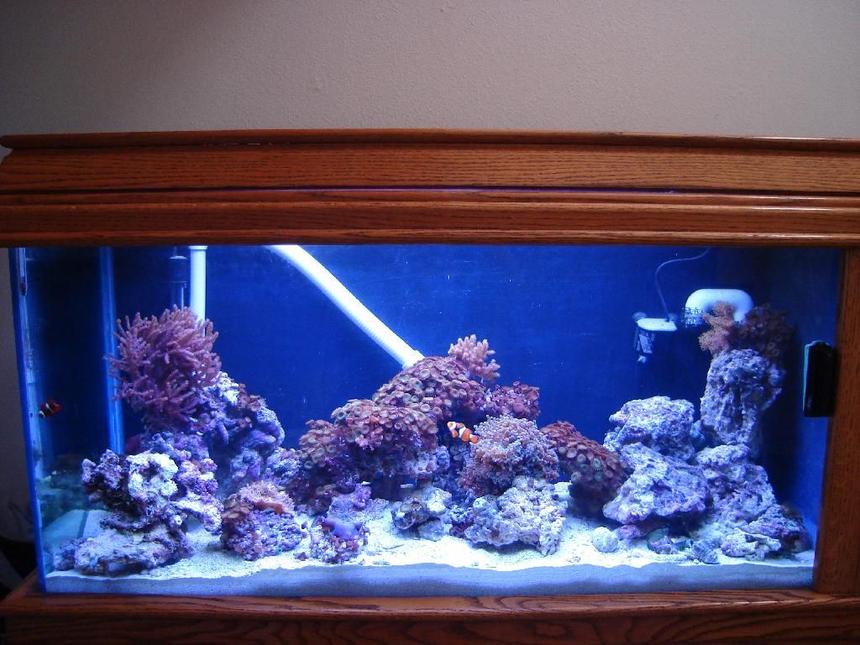 Rated #160: 100 Gallons Reef Tank - My reef as of this date now stil adding 
11-11-07
Frog spawns
polyps
Tree Corals 
Moon mushrooms 
Purple mushrooms 
Brain coral 
Leather coral
Pistal shrimp 1
Cleaning  shrim 5 
lot of snails 
one blue shrimp used if it finds brissle worms.
Two clown fish  one gold
