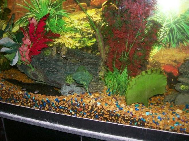 140 gallons freshwater fish tank (mostly fish and non-living decorations) - more pics of redhead/wolf babies