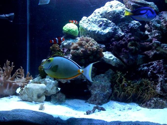 125 gallons reef tank (mostly live coral and fish) - 180g