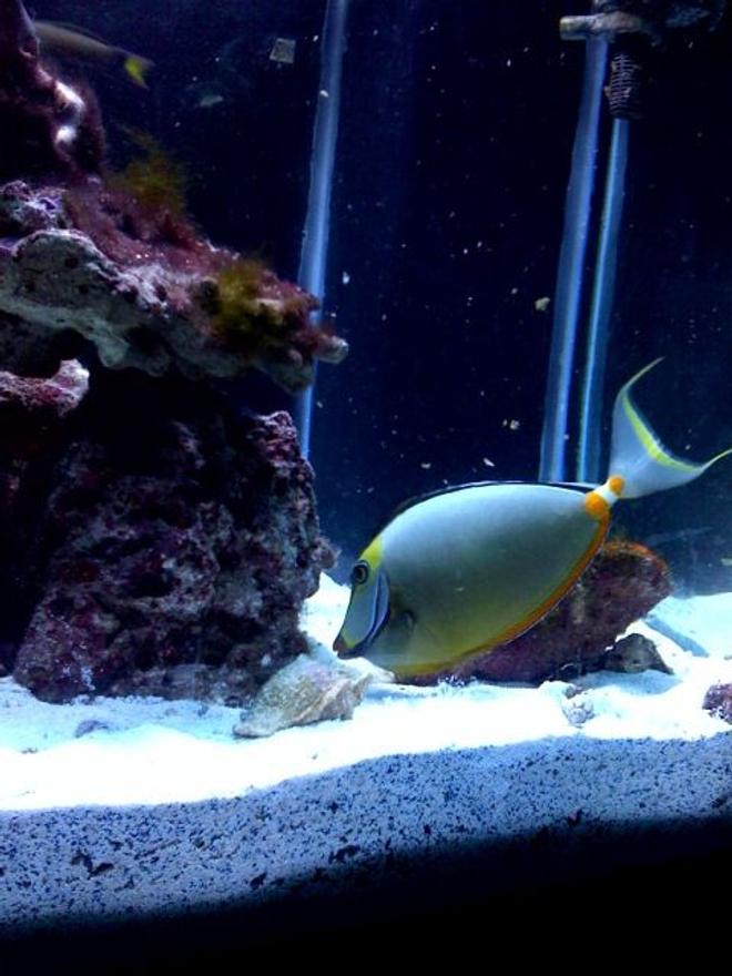 saltwater fish - naso lituratus - naso tang stocking in 125 gallons tank - naso tang w/ streamers 12"