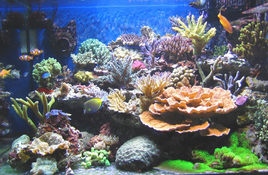 Rated #1: 100 Gallons Reef Tank - After 6 months..