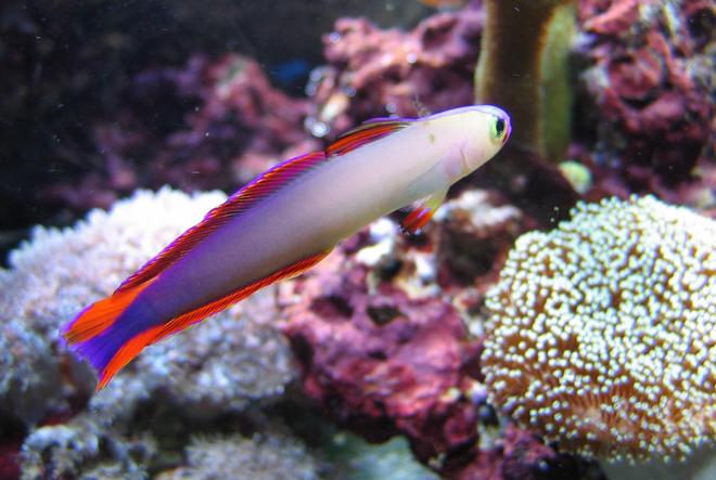 saltwater fish - nemateleotris decora - firefish, purple stocking in 100 gallons tank - Decora