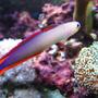saltwater fish - nemateleotris decora - firefish, purple stocking in 100 gallons tank - Decora