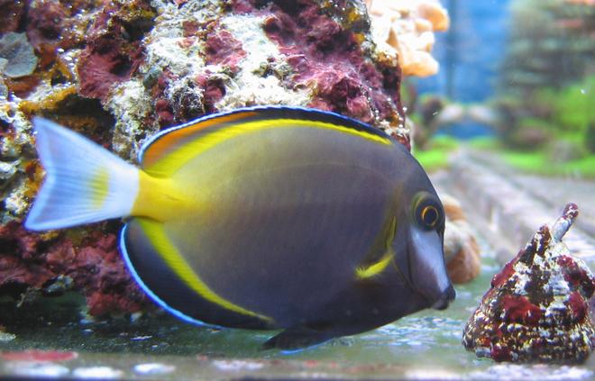 saltwater fish - acanthurus japonicus - powder brown tang stocking in 100 gallons tank - Acanthurus Japonicus