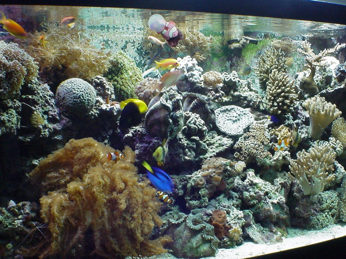 125 gallons reef tank (mostly live coral and fish) - front view