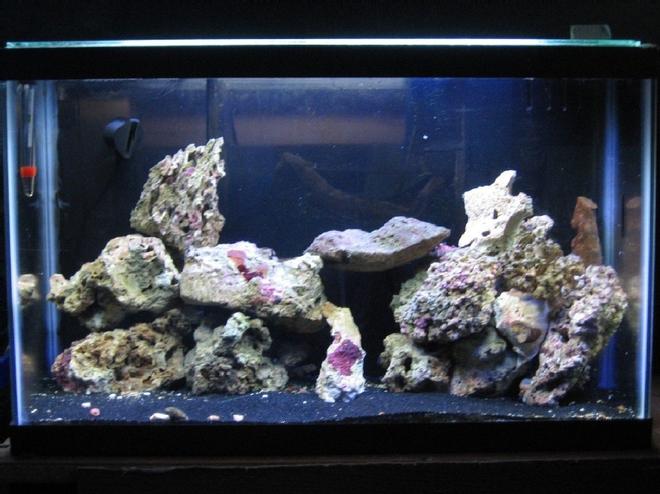 29 gallons saltwater fish tank (mostly fish, little/no live coral) - 10 gallon, custom in tank filtration.  1 Orange spot goby. 1 red leg hermit and 2 camel shrimp.   Nobody ever comes out when i'm watching or taking pics.