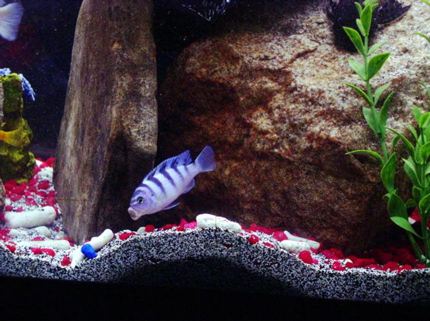 Rated #54: Freshwater Fish - Metriaclima Lombardoi - Kenyi Cichlid Stocking In 55 Gallons Tank - FEMALE KENYI