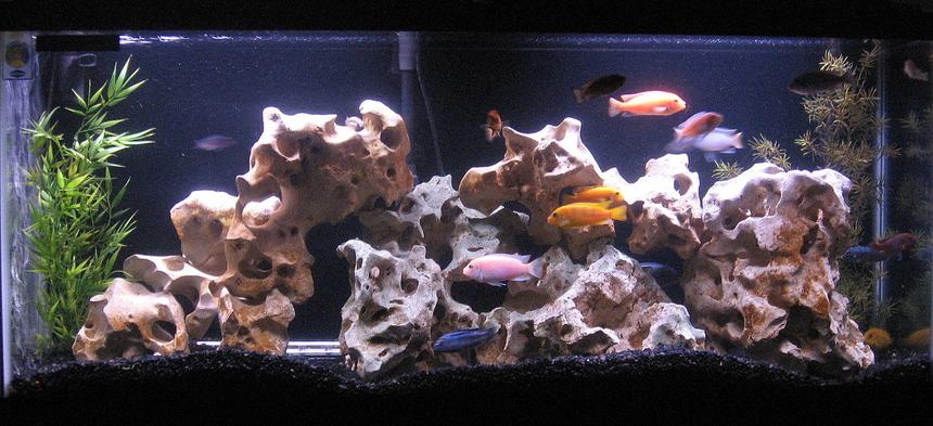 Rated #20: 55 Gallons Freshwater Fish Tank - Our 55 Gallon Mixed Mbuna Tank
