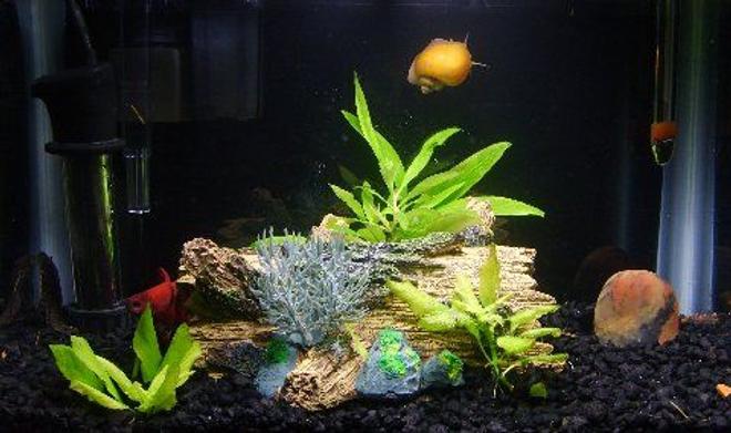 3 gallons freshwater fish tank (mostly fish and non-living decorations) - The Three Amigos