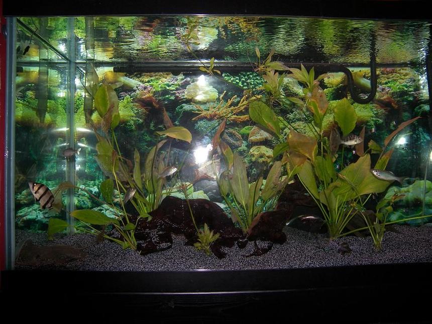 Rated #206: 120 Gallons Planted Tank - Dat,Ray, few Plants.