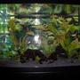 120 gallons planted tank (mostly live plants and fish) - Dat,Ray, few Plants.