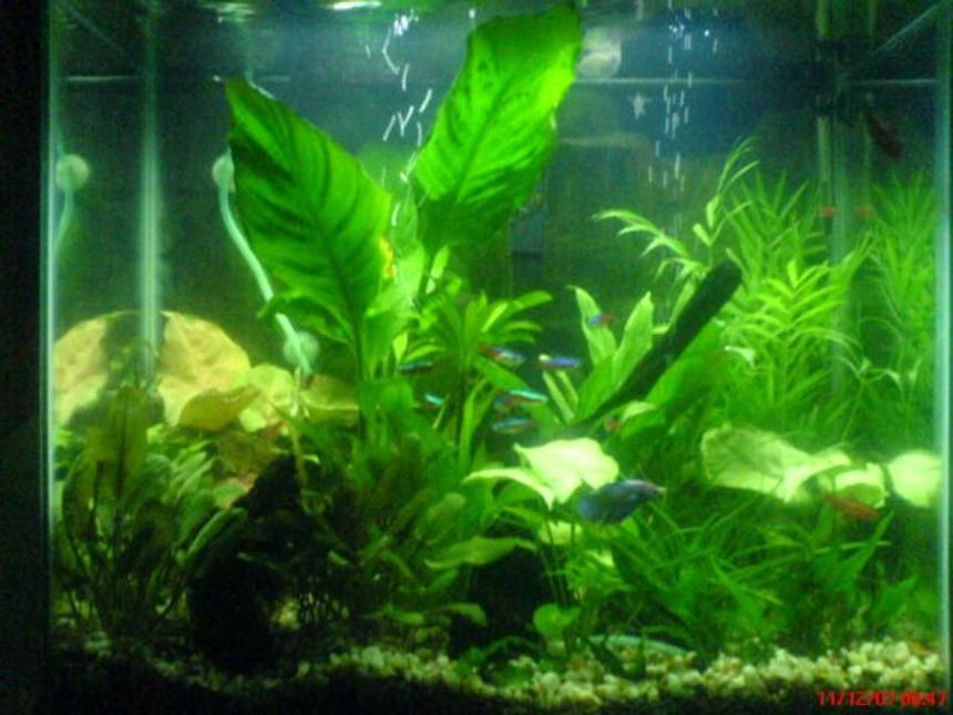 Rated #148: 20 Gallons Planted Tank - My 20 gal World