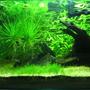 10 gallons planted tank (mostly live plants and fish) - Dimensions: 14 x 12 x 14 inch Volume: 10 g / 40 l Filtration: Internal Powerhead Filter @ 350 lph Lighting : 4WPG / 11 hrs photoperiod Substrate: JBL AquaBasis and Fine Gravel Water: 6.5 to 7.5ph and no other parameters measured Others : DIY Co2 Roommates: 2 Black Molly, 3 SAE, 2 Swordtail, 1 Platy, 2 Zebra and 11 White Cloud