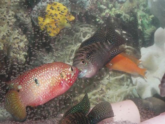freshwater fish - hemichromis bimaculatus - jewel cichlid stocking in 120 gallons tank - American VS African.
