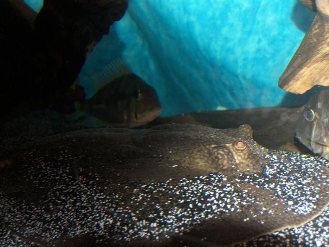 freshwater fish - geophagus dicrozoster - monster fish stocking in 120 gallons tank - Stingray closeup, with my Cichlids in the background. (Geophagus Dicrozoster, and Rio Guianacara.