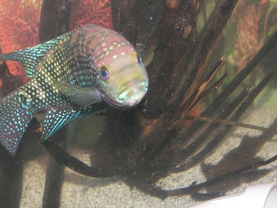 freshwater fish - nandopsis octofasciatum - jack dempsey stocking in 120 gallons tank - Jack Dempsey peeking at me.