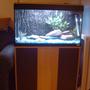 fish tank picture - fluval roma 125