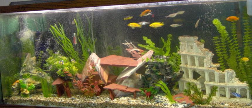 Rated #226: 55 Gallons Freshwater Fish Tank - african cichlid tank