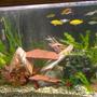 55 gallons freshwater fish tank (mostly fish and non-living decorations) - african cichlid tank