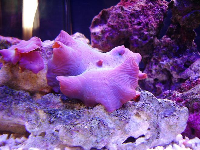 corals inverts - actinodiscus sp. - blue striped mushroom stocking in 50 gallons tank - Blue Mushroom Fully Opened.