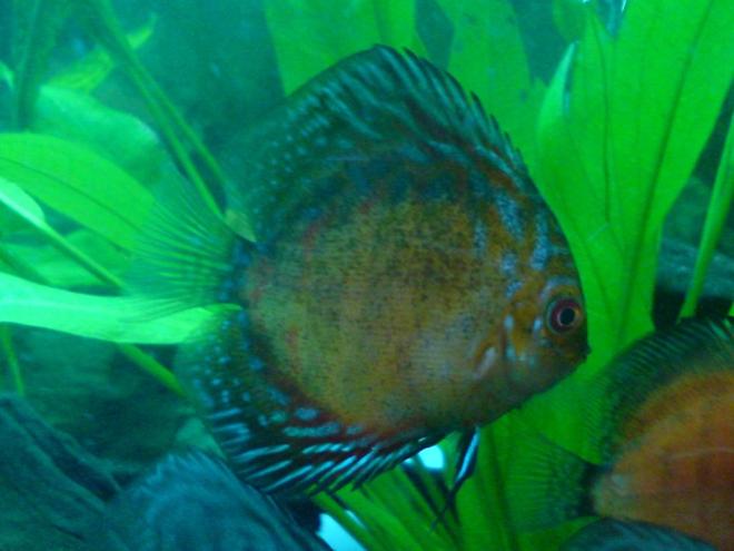 freshwater fish - symphysodon spp. - pigeon blood discus stocking in 100 gallons tank - discus