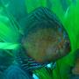 freshwater fish - symphysodon spp. - pigeon blood discus stocking in 100 gallons tank - discus