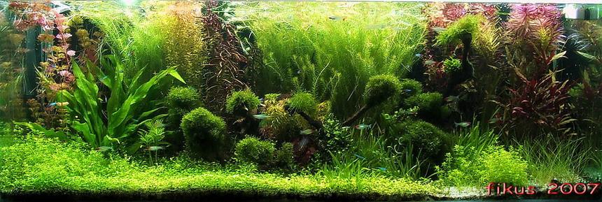 Rated #3: 130 Gallons Planted Tank - 130 gallons