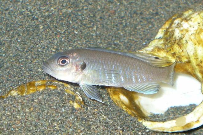 freshwater fish - triglachromis otostigma stocking in 55 gallons tank - Triglachromis Otostigma this is my new addition to my tang tank they are verry busy digging and moving things around i find them verry peacful and beutiful