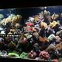 75 gallons reef tank (mostly live coral and fish) - I LOVE MY TANK