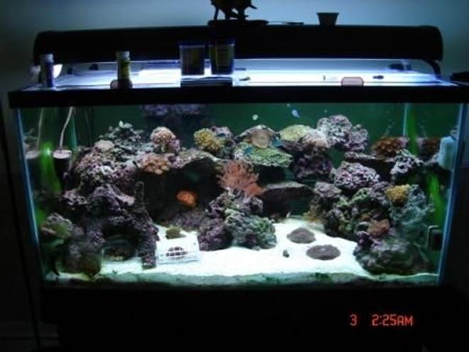 125 gallons saltwater fish tank (mostly fish, little/no live coral) - the most updates photo as of Nov. 07