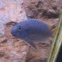 freshwater fish - pseudotropheus acei - acei cichlid stocking in 55 gallons tank - Blue Acai (morph?) lumpy chin and a defect(crooked mouth) .........very cool