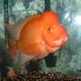 freshwater fish - amphilophus labiatus - red devil stocking in 55 gallons tank - Red Devil Otis