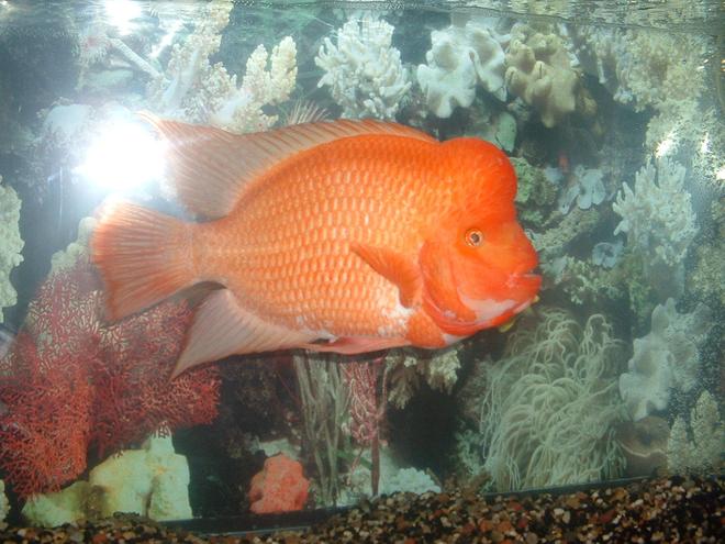 freshwater fish - amphilophus labiatus - red devil stocking in 55 gallons tank - 12"+  Red Devil Cichlid