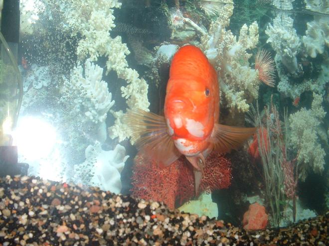 freshwater fish - amphilophus labiatus - red devil stocking in 55 gallons tank - Red Devil