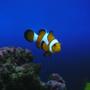 saltwater fish - amphiprion percula - true percula clownfish stocking in 60 gallons tank - clown