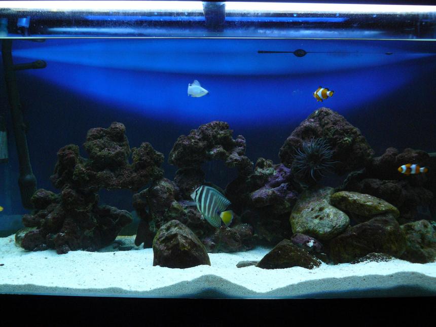 Rated #20: 60 Gallons Saltwater Fish Tank - my tank