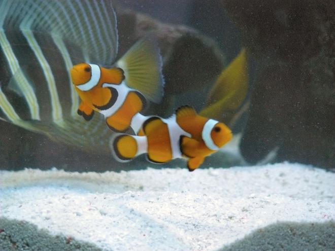 saltwater fish - amphiprion ocellaris - ocellaris clownfish stocking in 60 gallons tank - 2 clowns