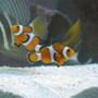 saltwater fish - amphiprion ocellaris - ocellaris clownfish stocking in 60 gallons tank - 2 clowns