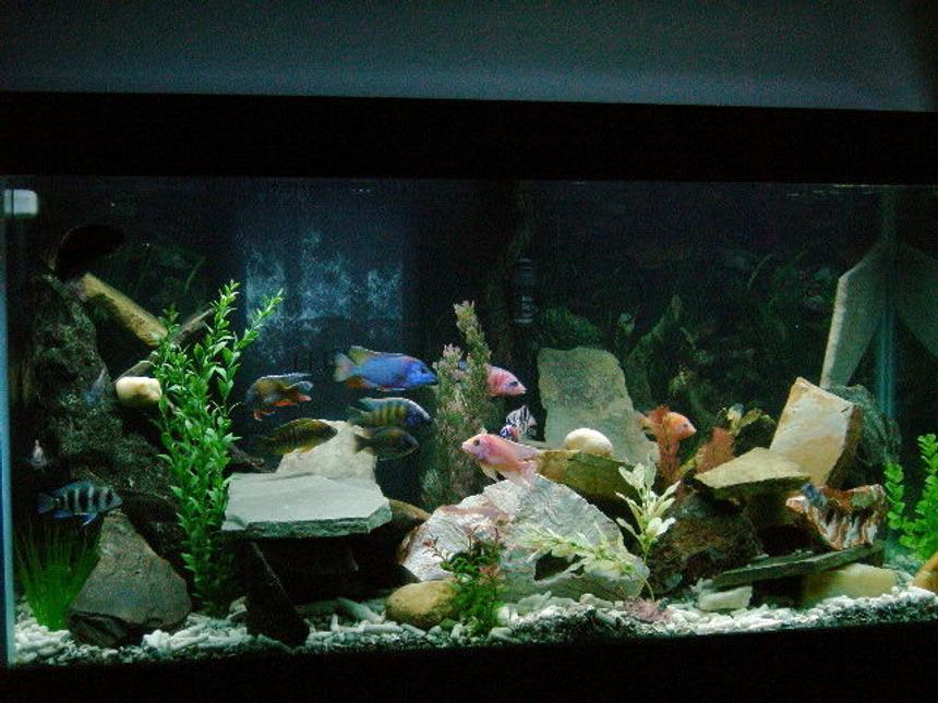 Rated #802: 90 Gallons Freshwater Fish Tank - Cichlid Paradise