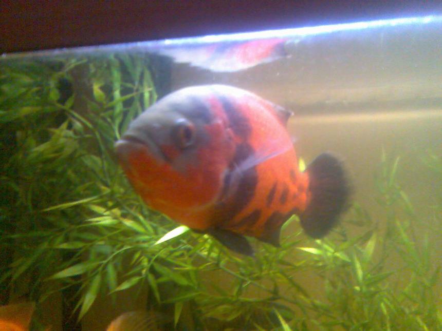 Rated #1725: Freshwater Fish - Astronotus Ocellatus - Red Oscar Stocking In 100 Gallons Tank - manson