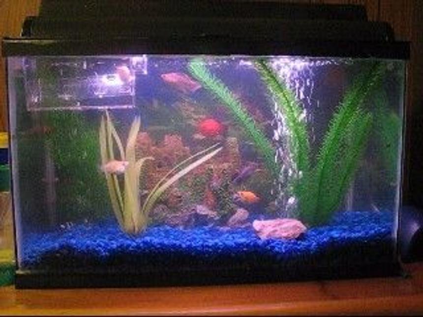Rated #504: 10 Gallons Freshwater Fish Tank - One of my tanks