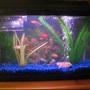 10 gallons freshwater fish tank (mostly fish and non-living decorations) - One of my tanks