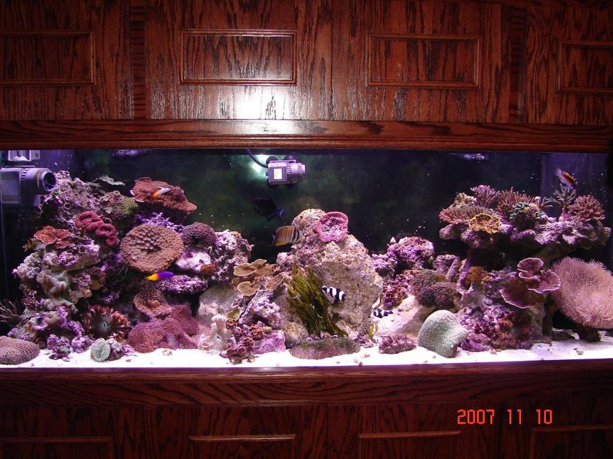 Rated #34: 180 Gallons Reef Tank - front shot