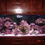 180 gallons reef tank (mostly live coral and fish) - front shot