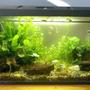 12 gallons planted tank (mostly live plants and fish) - Here is my tank