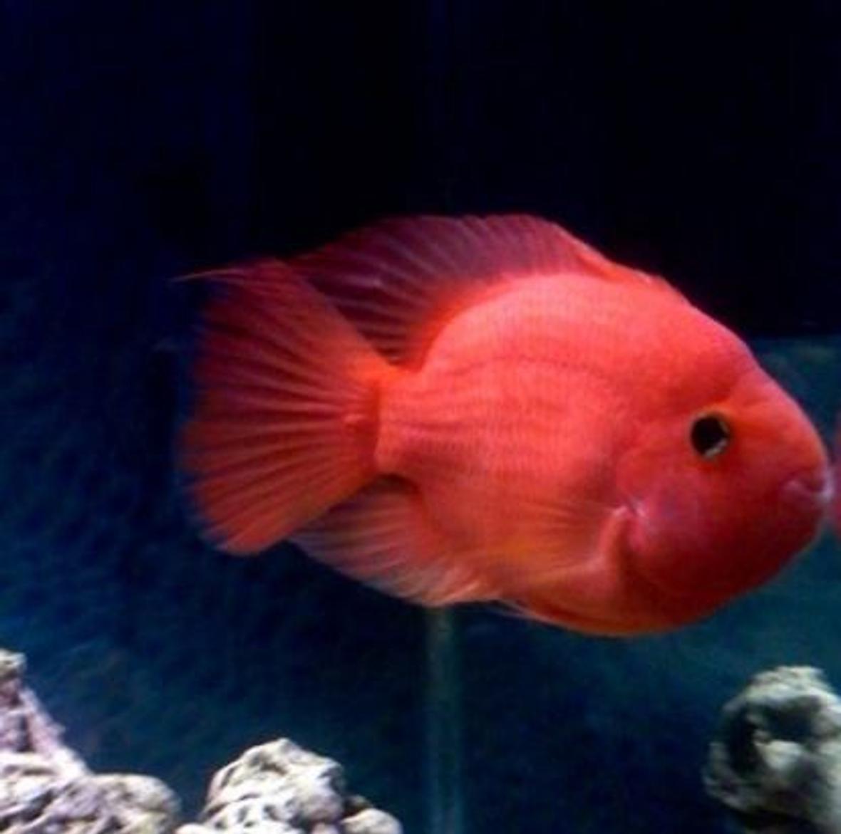 freshwater fish - heros severus x amphilophus citrinellum - blood parrot - My blood parrot "Pinky". She's a King Kong parrot and about 10" in length. She's also 8 years old now. At the moment she lives in a 55g but will be upgrading to the 75g soon. Absolutely vicious fish. I adore her!!